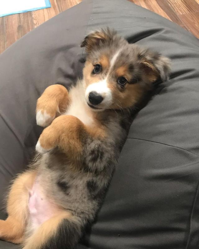 Australian Shepherd Pups for Sale (267) 820-9095 or amandamoore339@gmail.com Image eClassifieds4u