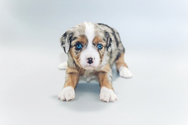 CKC Reg Australian Shepherd Pups (267) 820-9095 or amandamoore339@gmail.com Image eClassifieds4u