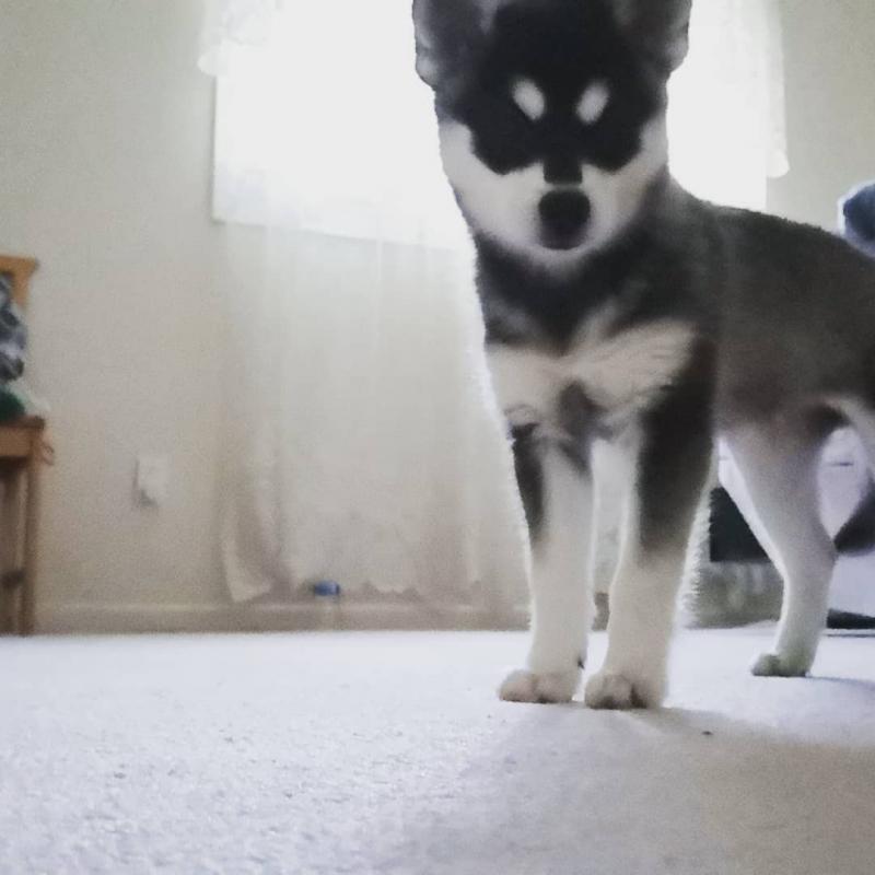 KC Reg Alaskan Klee Kai Pups Available (267) 820-9095 or amandamoore339@gmail.com Image eClassifieds4u
