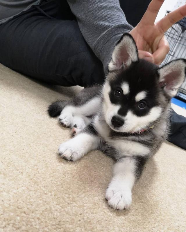 KC Reg Alaskan Klee Kai Pups Available (267) 820-9095 or amandamoore339@gmail.com Image eClassifieds4u