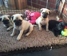 Adorable Pug puppies available Image eClassifieds4u 1
