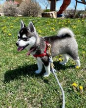 Alaskan Klee Kai Puppies (267) 820-9095 or amandamoore339@gmail.com Image eClassifieds4u 1