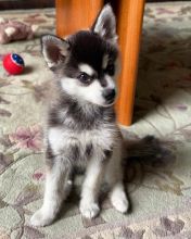 Alaskan Klee Kai Puppies Available (267) 820-9095 or amandamoore339@gmail.com Image eClassifieds4u 1