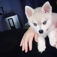 Alaskan Klee Kai puppies ready (267) 820-9095 or amandamoore339@gmail.com Image eClassifieds4u 1