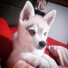 Alaskan Klee Kai puppies ready (267) 820-9095 or amandamoore339@gmail.com Image eClassifieds4u 3