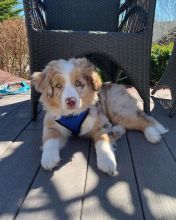 Australian Shepherd CKC Reg (267) 820-9095 or amandamoore339@gmail.com Image eClassifieds4u 3