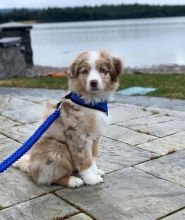 Australian Shepherd CKC Reg (267) 820-9095 or amandamoore339@gmail.com Image eClassifieds4u 4