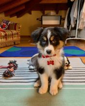 Australian Shepherd Puppies (267) 820-9095 or amandamoore339@gmail.com Image eClassifieds4u 4