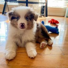 Australian Shepherd Puppies Available (267) 820-9095 or amandamoore339@gmail.com Image eClassifieds4u 1