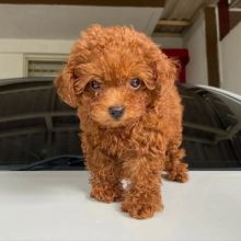 Beautiful CKC Toy Poodle puppies available Image eClassifieds4u 2