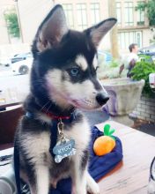 Lovely Alaskan Klee Kai Puppies for sale (267) 820-9095 or amandamoore339@gmail.com Image eClassifieds4u 2