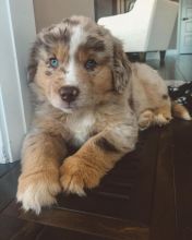 Lovely Australian Shepherd Puppies Ready (267) 820-9095 or amandamoore339@gmail.com Image eClassifieds4u 1