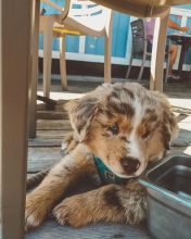 Lovely Australian Shepherd Puppies Ready (267) 820-9095 or amandamoore339@gmail.com Image eClassifieds4u 2