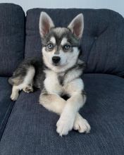 Trained Alaskan Klee Kai Puppies Available (267) 820-9095 or amandamoore339@gmail.com Image eClassifieds4u 2