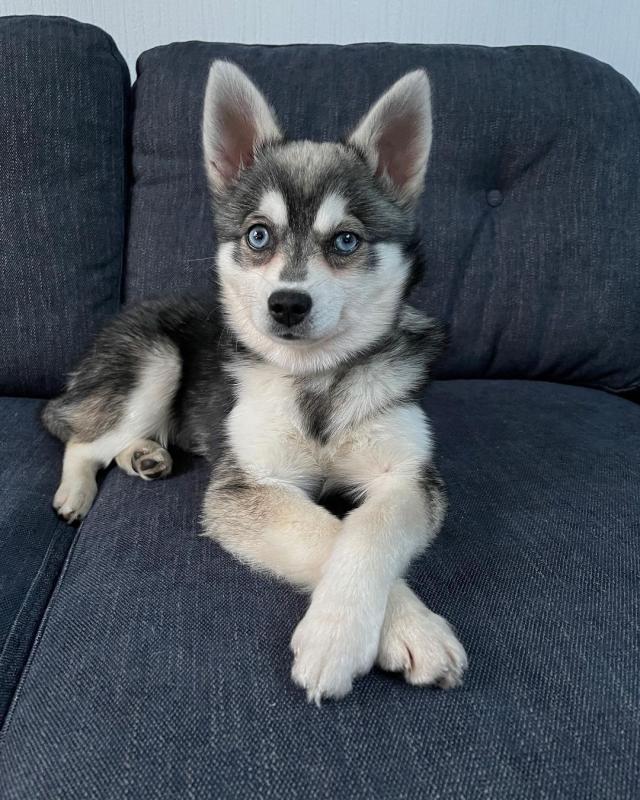 Trained Alaskan Klee Kai Puppies Available (267) 820-9095 or amandamoore339@gmail.com Image eClassifieds4u