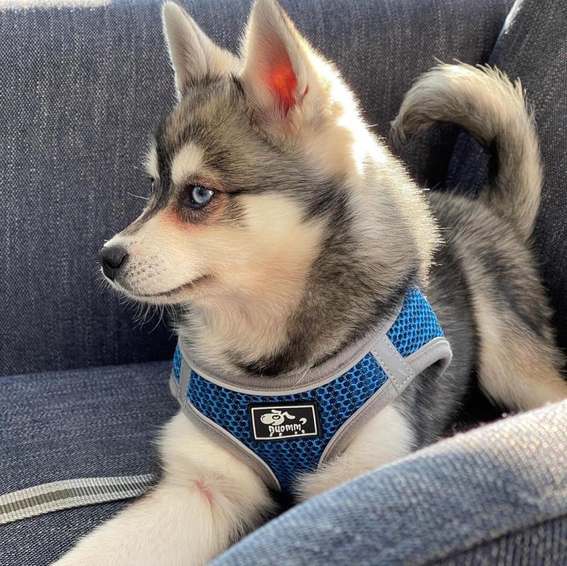 Trained Alaskan Klee Kai Puppies Available (267) 820-9095 or amandamoore339@gmail.com Image eClassifieds4u