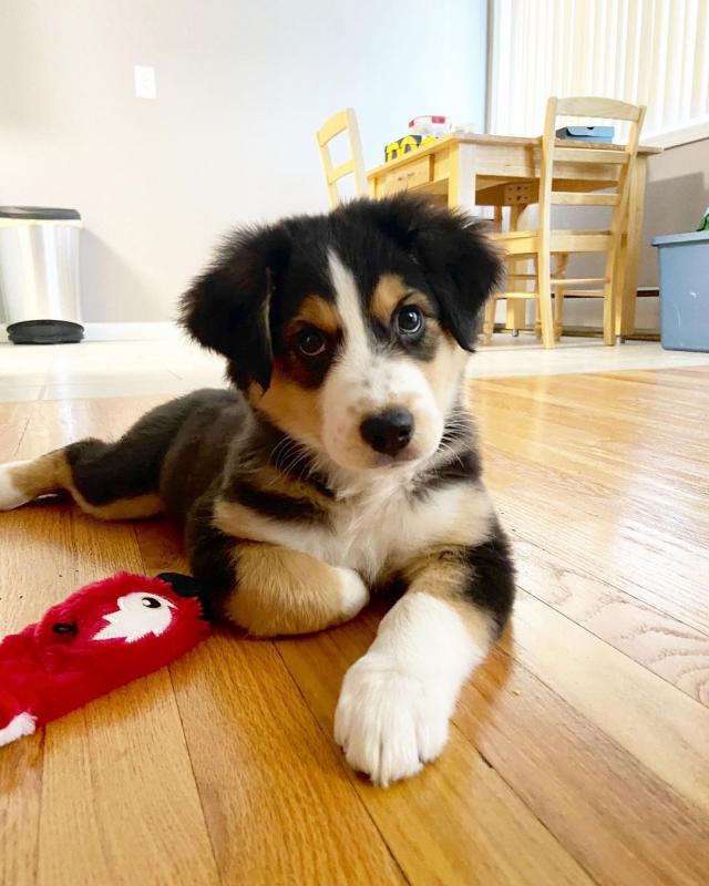 Trained Australia Shepherd Puppies (267) 820-9095 or amandamoore339@gmail.com Image eClassifieds4u