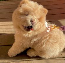 Beautiful male and female Chow Chow Puppies for adoption