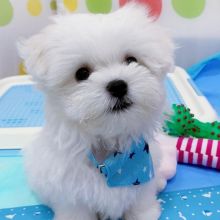 Cute Lovely male and female Maltese Puppies for adoption