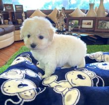 Cute Lovely male and female Poodle Puppies for adoption