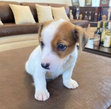 Cute Lovely male and female Rusell Terrier Puppies for adoption
