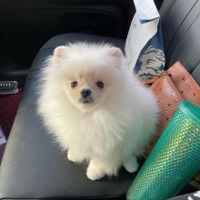 Pomeranian puppies for Adoption (kenalisha416@gmail.com)