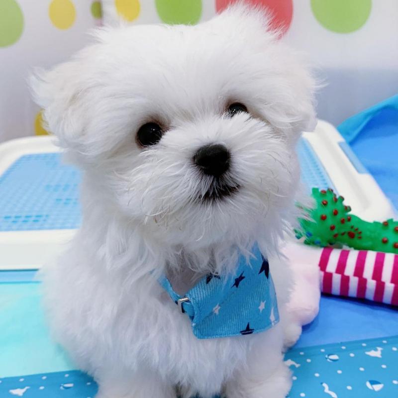 Cute Lovely male and female Maltese Puppies for adoption Image eClassifieds4u