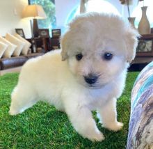 These gorgeous T-Cup male and female Poodle Puppies for adoption Image eClassifieds4U