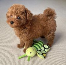 Beautiful CKC Toy Poodle puppies available