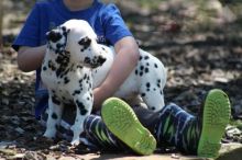 Healthy, male and female Dalmatian puppies
