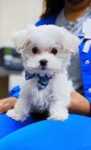 Beautiful and playful Teacup Maltese puppies Image eClassifieds4u