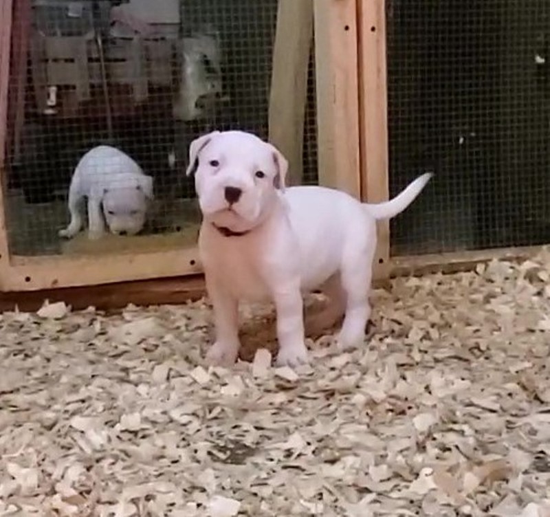 Home trained Dogo Argentino puppies available Image eClassifieds4u