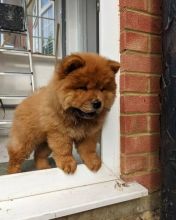 Chow Chow Puppies Vaccinated And Dewormed