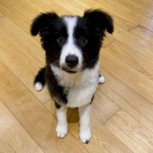 Border Collie Puppies From CBCA Registered Parents