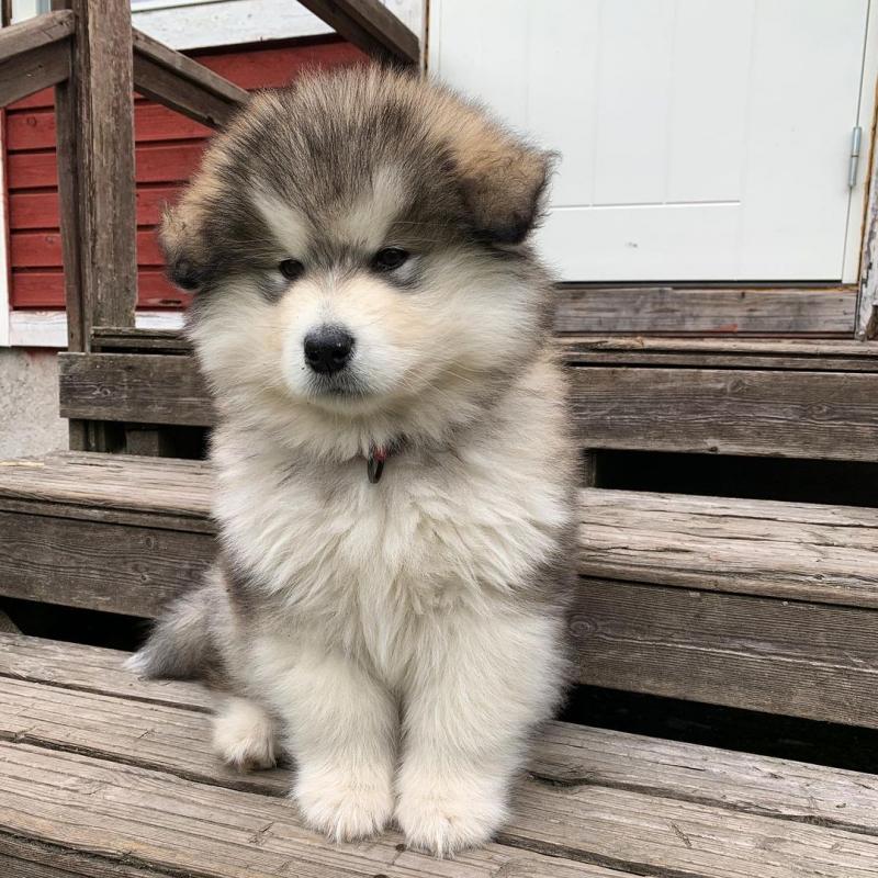 Alaskan Malamute Puppies House Trained Image eClassifieds4u