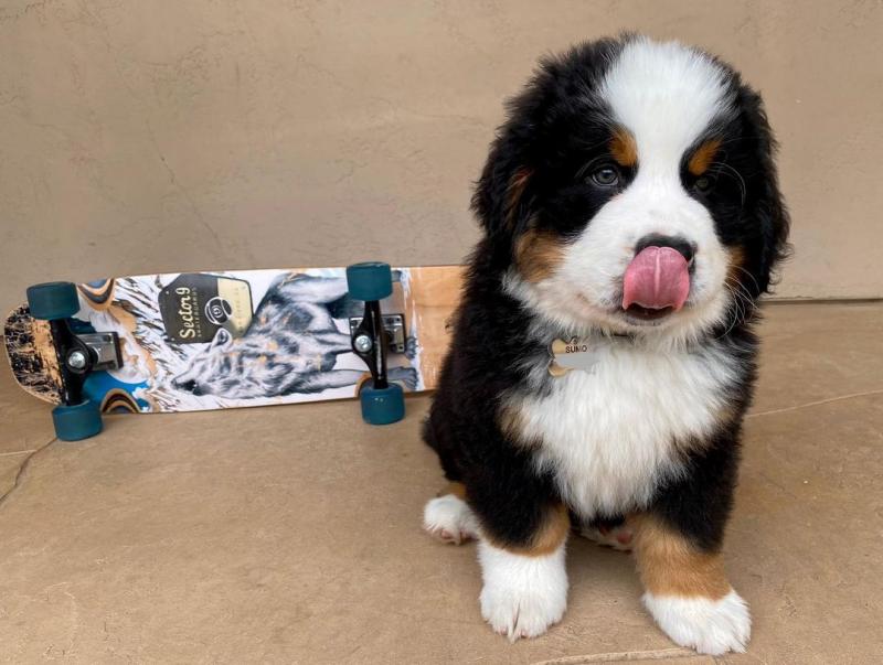 Bernese Mountain Dog Puppies Available To Go Image eClassifieds4u