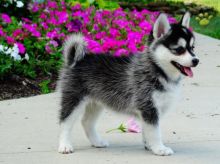 Pomsky puppies ready to go to their new homes