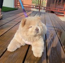 Beautiful Male and Female Chow Chow Puppies for adoption