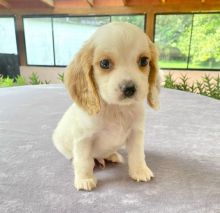 Charming Male and Female er Puppies for adoption