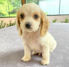 Charming Male and Female er Puppies for adoption