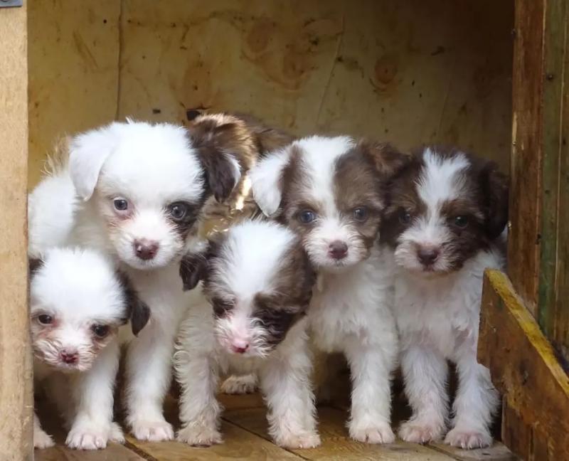 KC pedigree Havanese pups ▶️Ready now Image eClassifieds4u