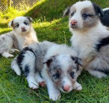Beautiful litter of Border Collie puppies Image eClassifieds4u 2