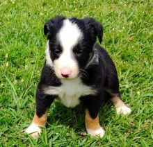 Beautiful litter of Border Collie puppies Image eClassifieds4u 3