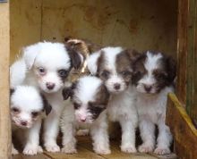 KC pedigree Havanese pups ▶️Ready now Image eClassifieds4u 3