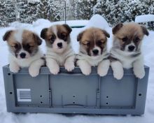 Welsh Corgi Pembroke puppies for sale Image eClassifieds4u 2