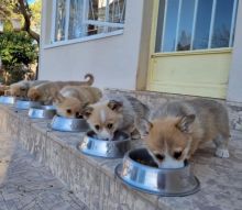 Welsh Corgi Pembroke puppies for sale Image eClassifieds4u 3