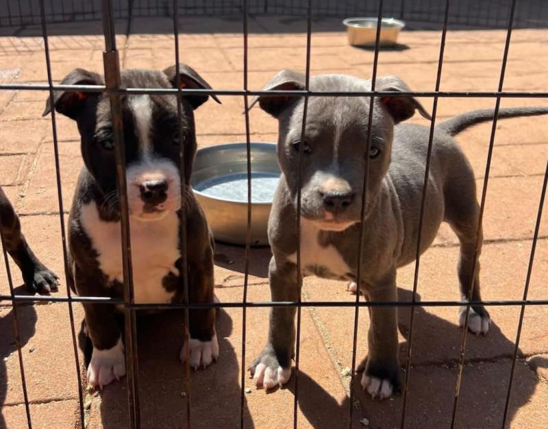 Staffordshire bull terrier puppies. Image eClassifieds4u