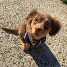 Chiweenie Puppies Up To Date On Vaccinations