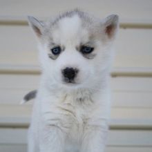 2 Siberian Husky Puppies for Adoption