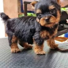 Adorable Yorkie Puppies For New Home